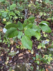 Collinsonia canadensis