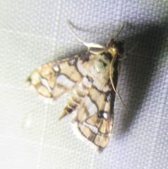 Hileithia magualis