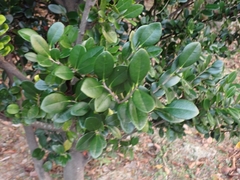 Diospyros ferrea
