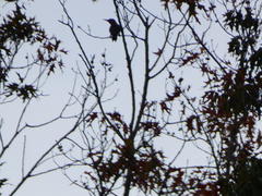 Colaptes auratus
