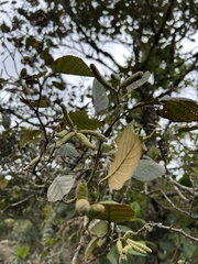 Alnus acuminata