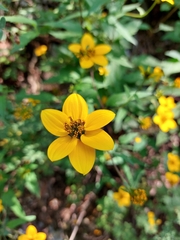 Sclerocarpus uniserialis