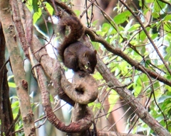 Sciurus aestuans