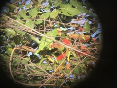 Amazona albifrons