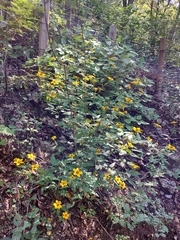 Sclerocarpus uniserialis