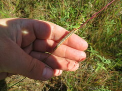 Trichordestra legitima