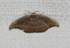 Astatochroa fuscimargo