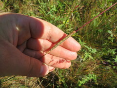 Trichordestra legitima