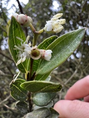 Miconia ligustrina