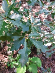 Quercus canbyi