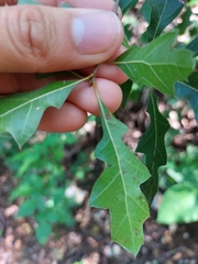 Quercus canbyi