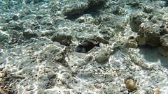 Sufflamen chrysopterum