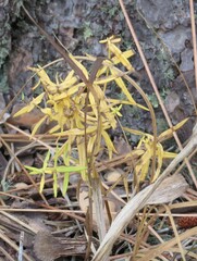 Galium boreale