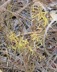 Galium boreale