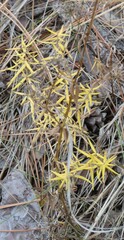 Galium boreale