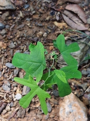 Passiflora affinis