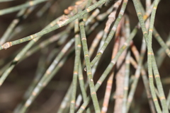 Allocasuarina luehmannii