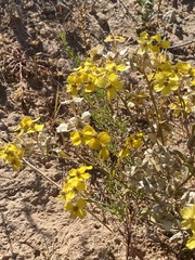 Psilostrophe tagetina