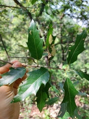 Quercus canbyi