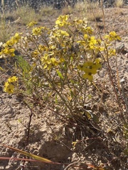 Psilostrophe tagetina