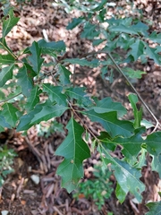 Quercus canbyi