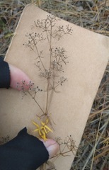 Galium boreale