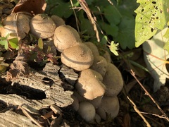 Pholiota terrestris