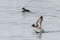 Ptychoramphus aleuticus