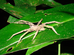 Phoneutria boliviensis