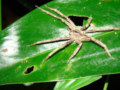 Phoneutria boliviensis