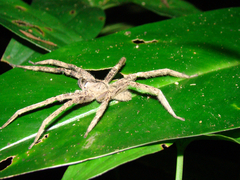 Phoneutria boliviensis