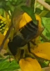 Megachile parallela