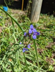 Tradescantia ohiensis