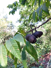 Ungnadia speciosa