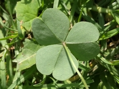 Oxalis debilis