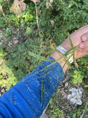 Panicum philadelphicum