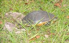 Deirochelys reticularia chrysea