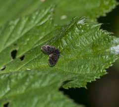 Psychodidae