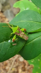 Lycambes