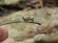 Wagneriana