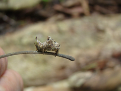 Wagneriana