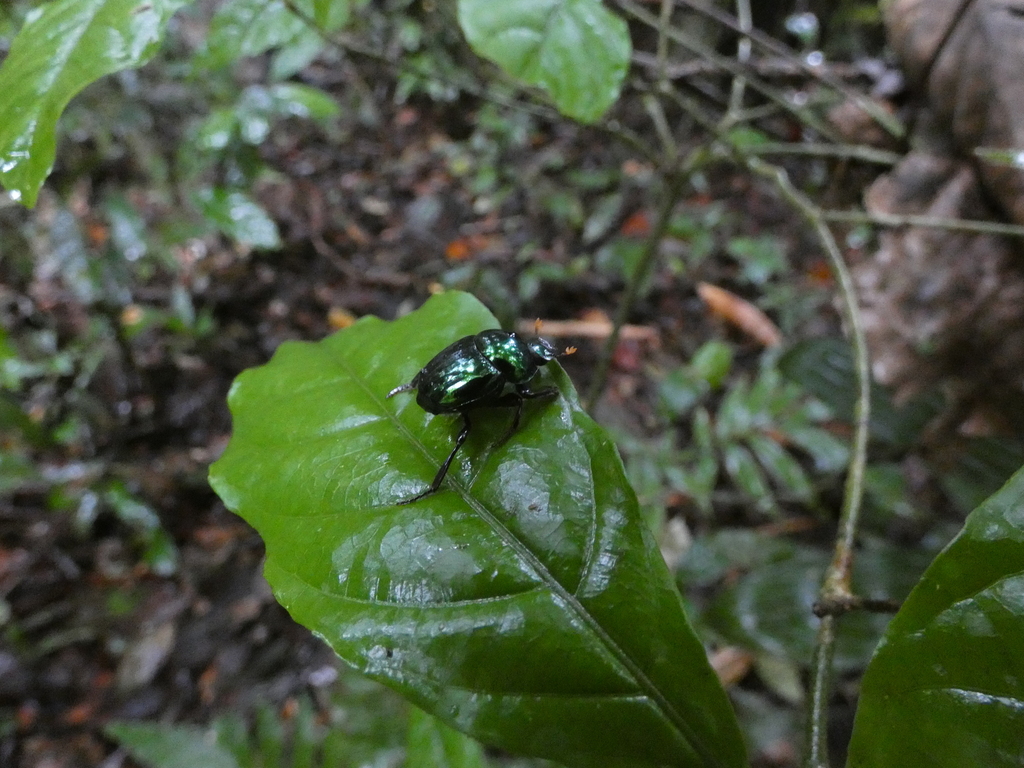 Canthon fulgidus