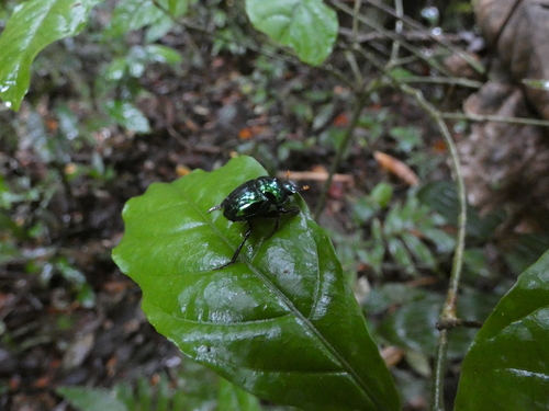 Canthon fulgidus