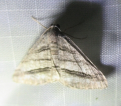 Digrammia pallorata