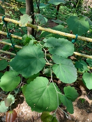 Cercis canadensis