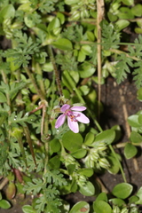 Erodium moschatum