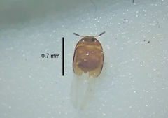Corylophidae