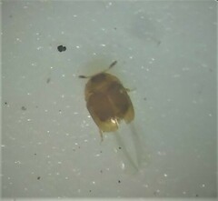 Corylophidae