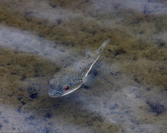 Tetractenos hamiltoni