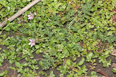 Erodium moschatum